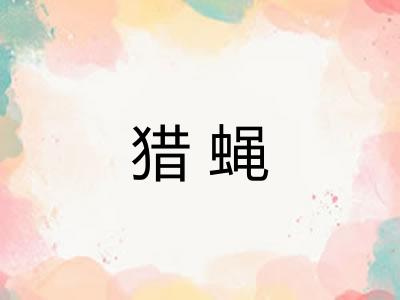 猎蝇 猎蝇