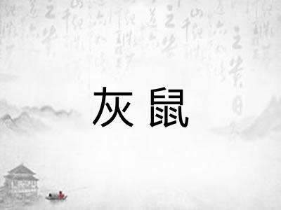 灰鼠 灰鼠