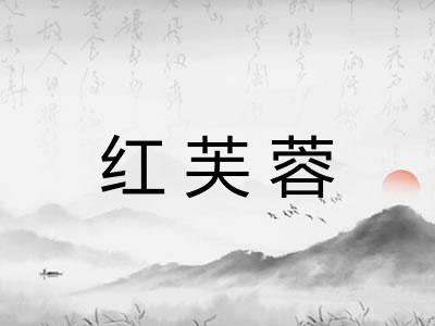 红芙蓉 红芙蓉