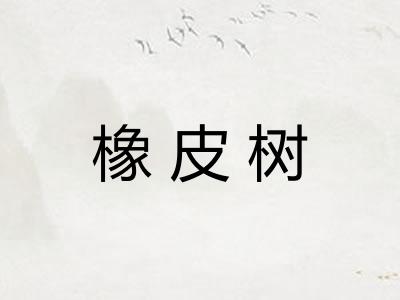 橡皮树 橡皮树