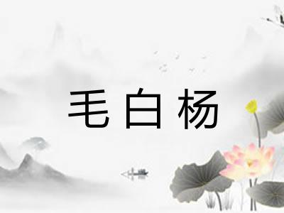 毛白杨 毛白杨