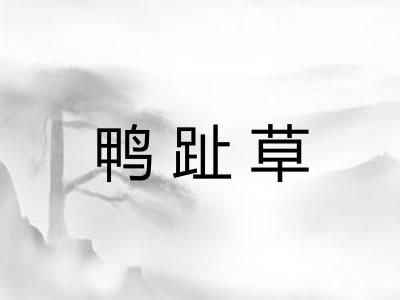 鸭趾草 鸭趾草