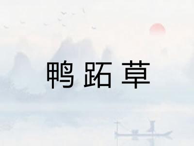 鸭跖草 鸭跖草
