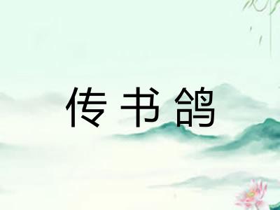 传书鸽 传书鸽