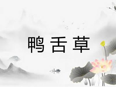鸭舌草 鸭舌草
